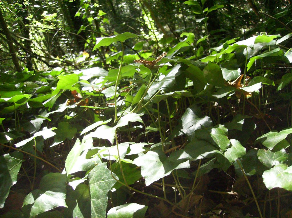 Pianta degli Astroni - Hedera Helix